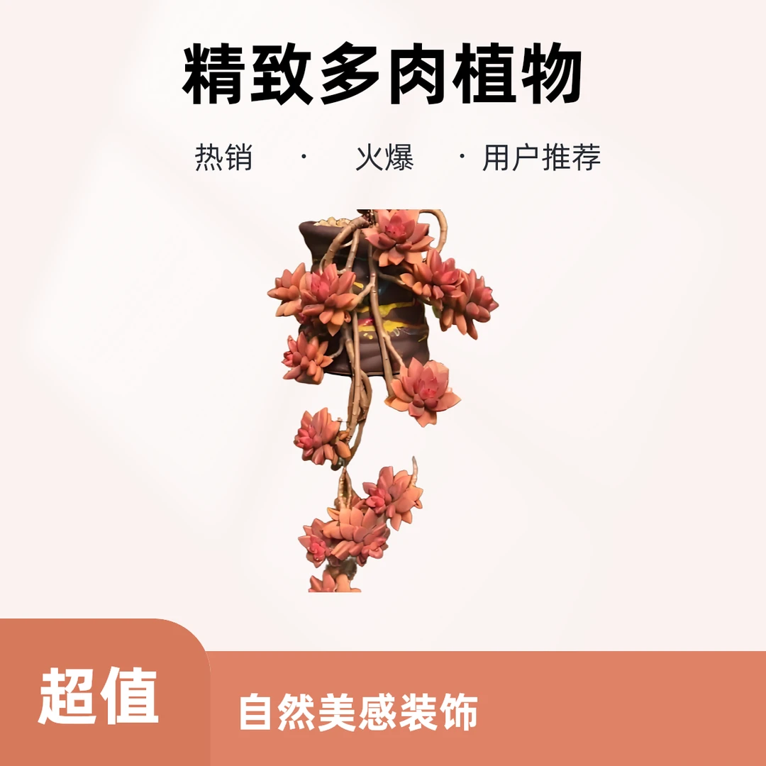 胖橙多肉直播链接6号