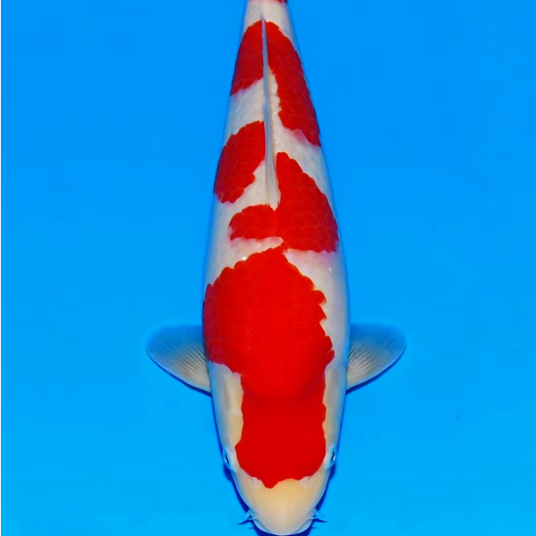 活体锦鲤观赏鱼直播挑选链接3