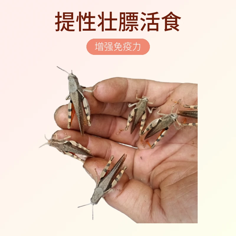 云南野生榄核花腿全母，画眉鸟提性壮膘活食250克装