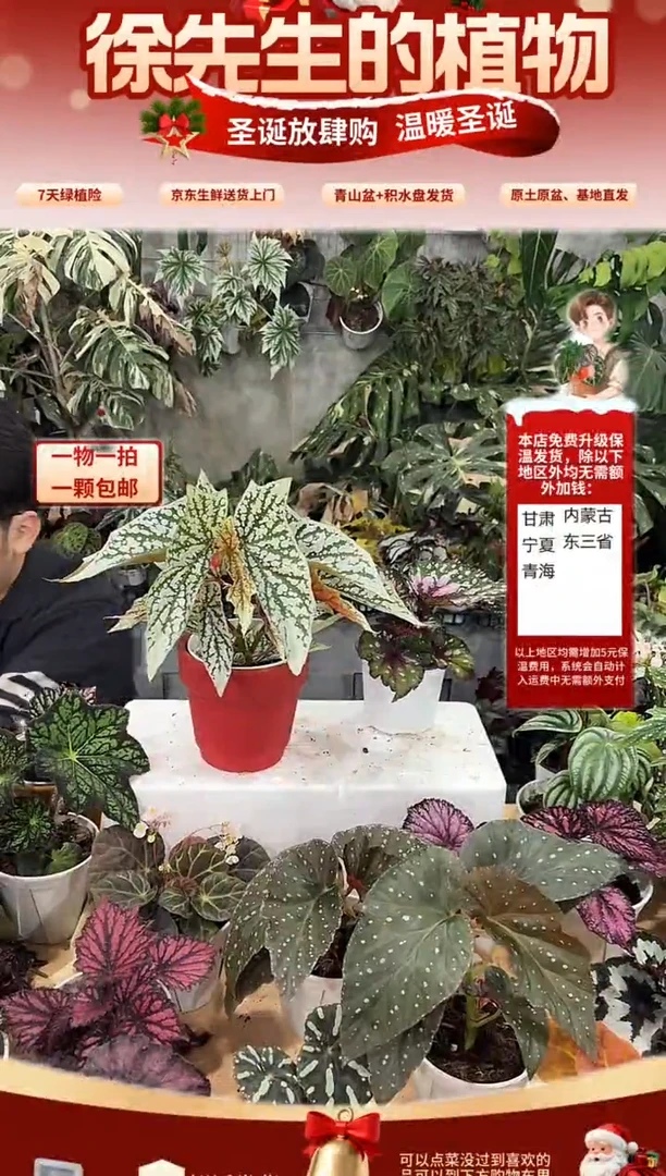 完全开放猫耳朵秋海唐