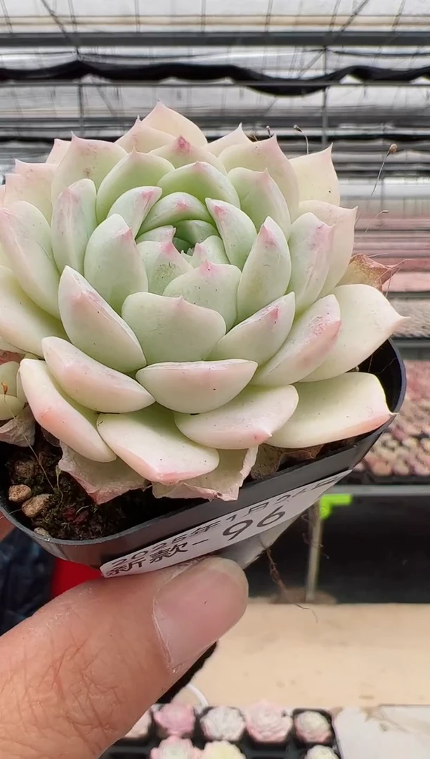 【闪购商品】新款多肉-96