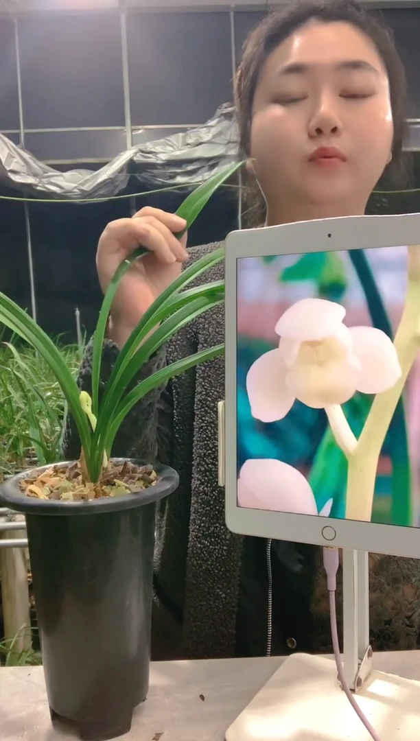 大部分开放少量花苞五****芬太白邀月