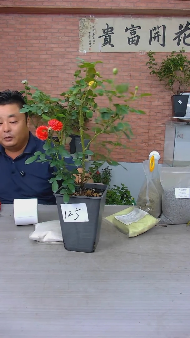 当前无花朵，栽培后可花朵125熔岩