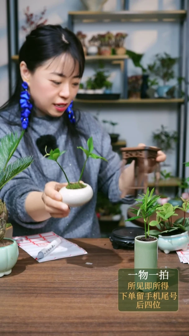 【闪购商品】17---7000罗汉松绿高竹柏白圆