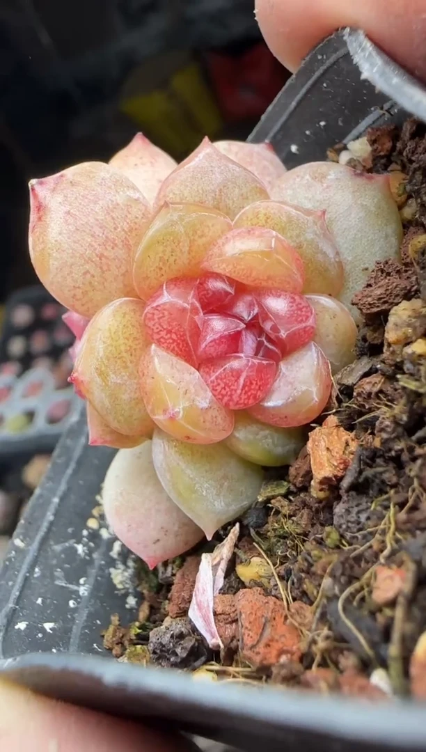 【闪购商品】一物一拍0120—164