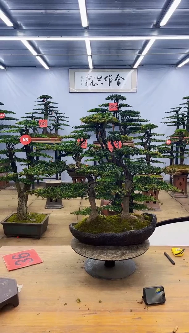 【闪购商品】高端盆景一物一拍，所见即所得