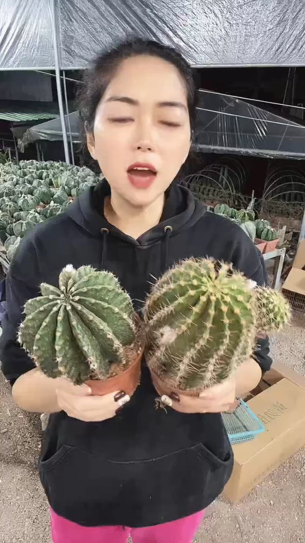 两颗实生大采草仙人球