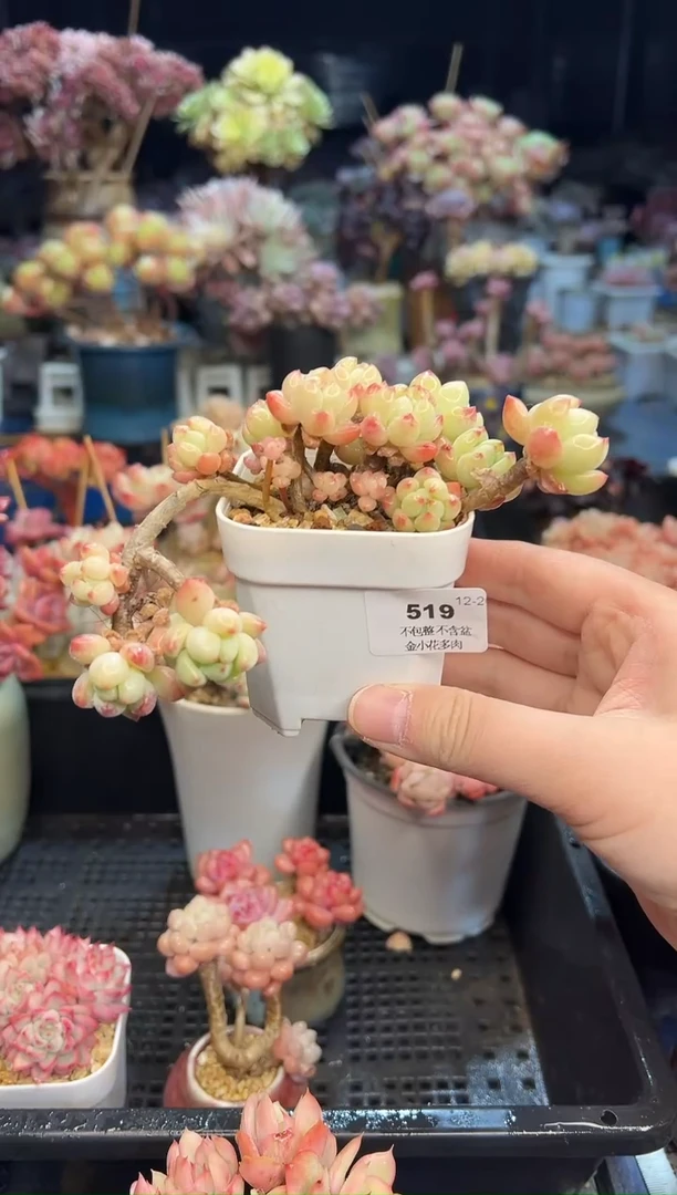 【闪购商品】519不带盆