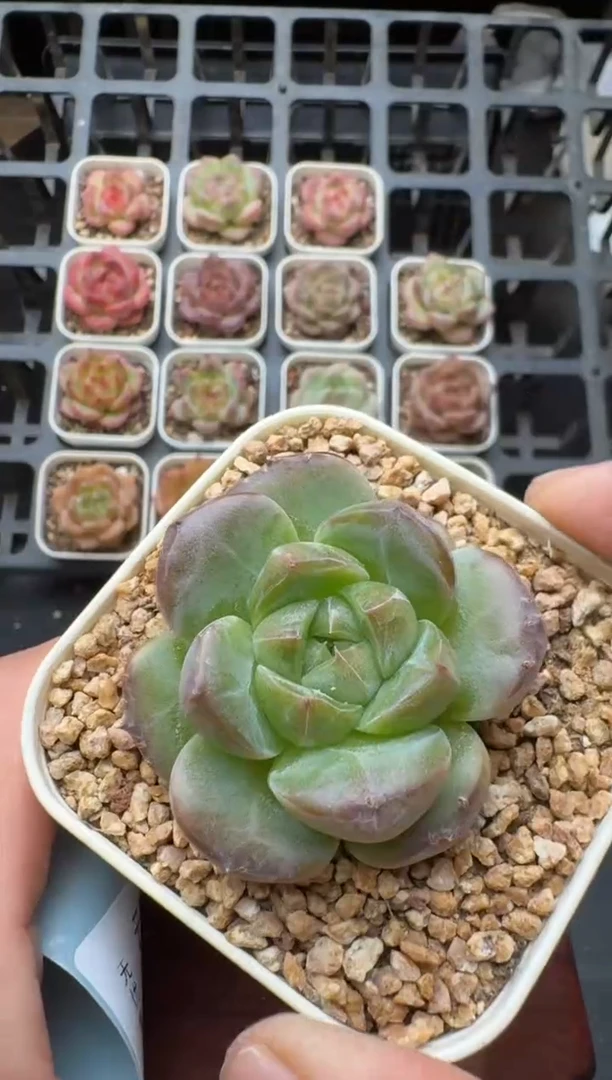 724S带盆土发 当场拍3颗以上包柚 多肉植物 一物一拍