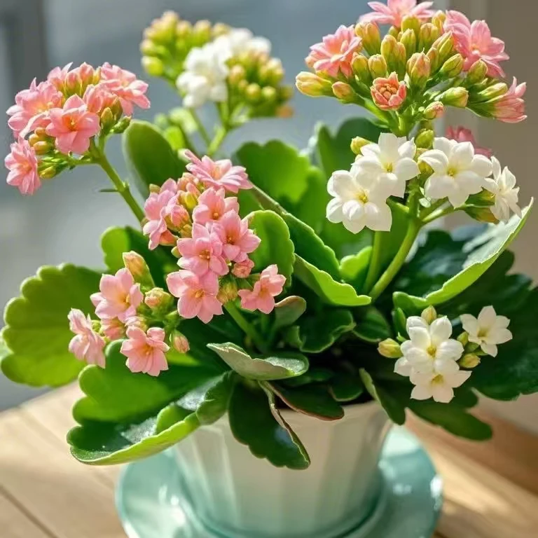 长寿花盆栽 带花苞花苗四季室内开花好养的花卉植物