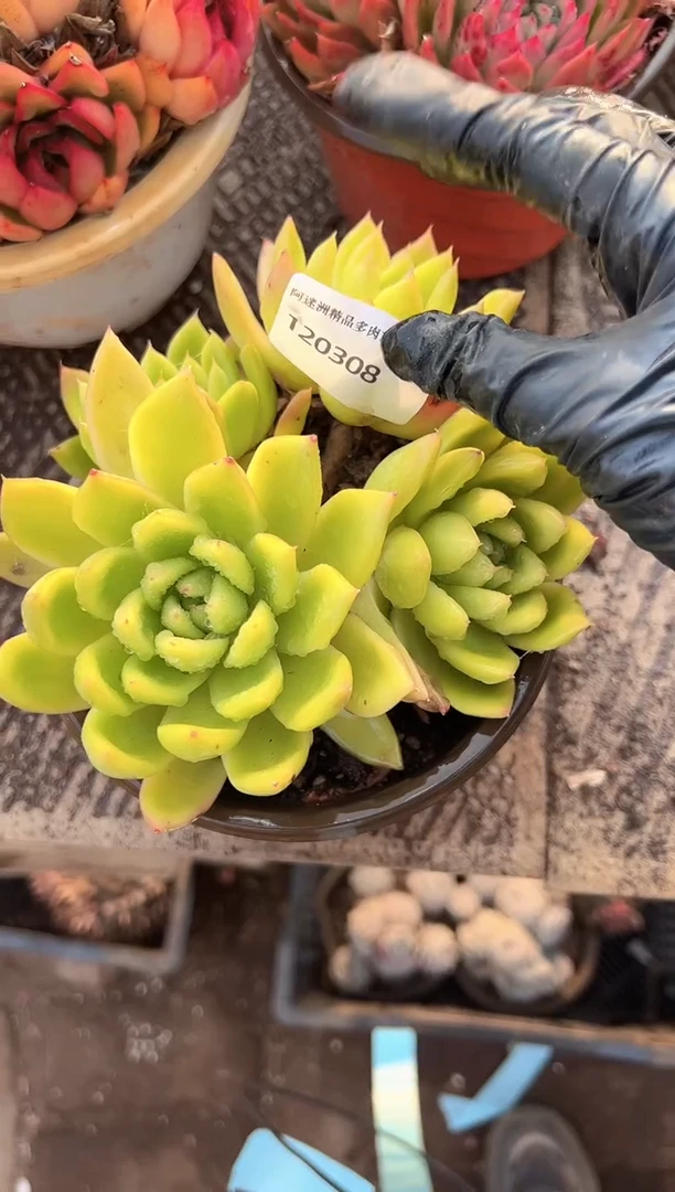 吉***?多肉植物一物一拍20308