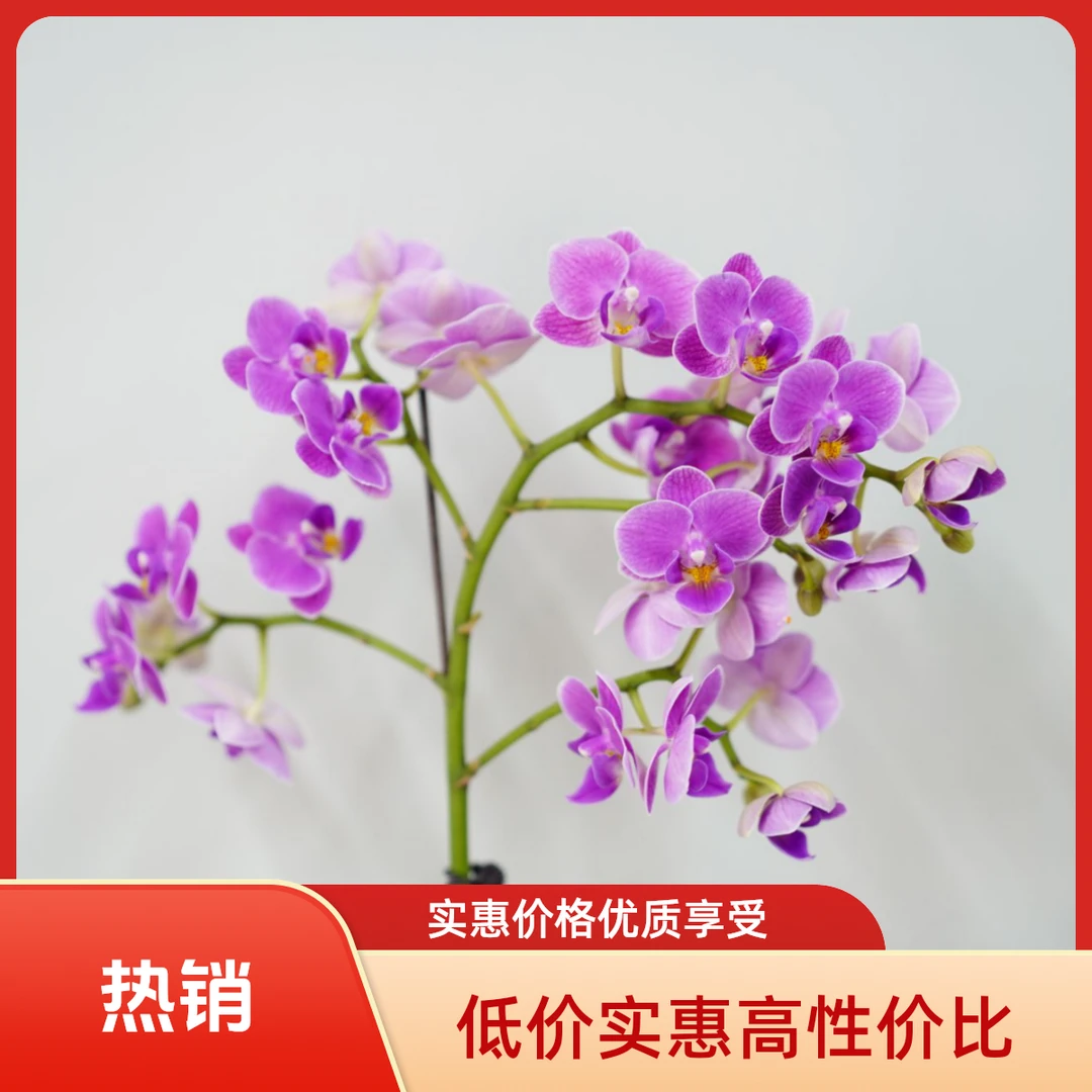 悠花里蝴蝶兰【紫罗兰】带花带花苞开花株发货