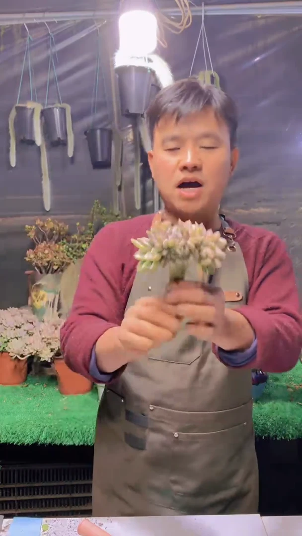 188淡雪缀化一物一拍