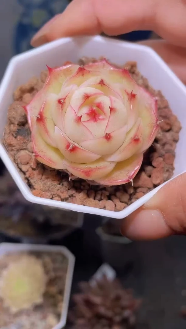 【闪购商品】588御书房多肉