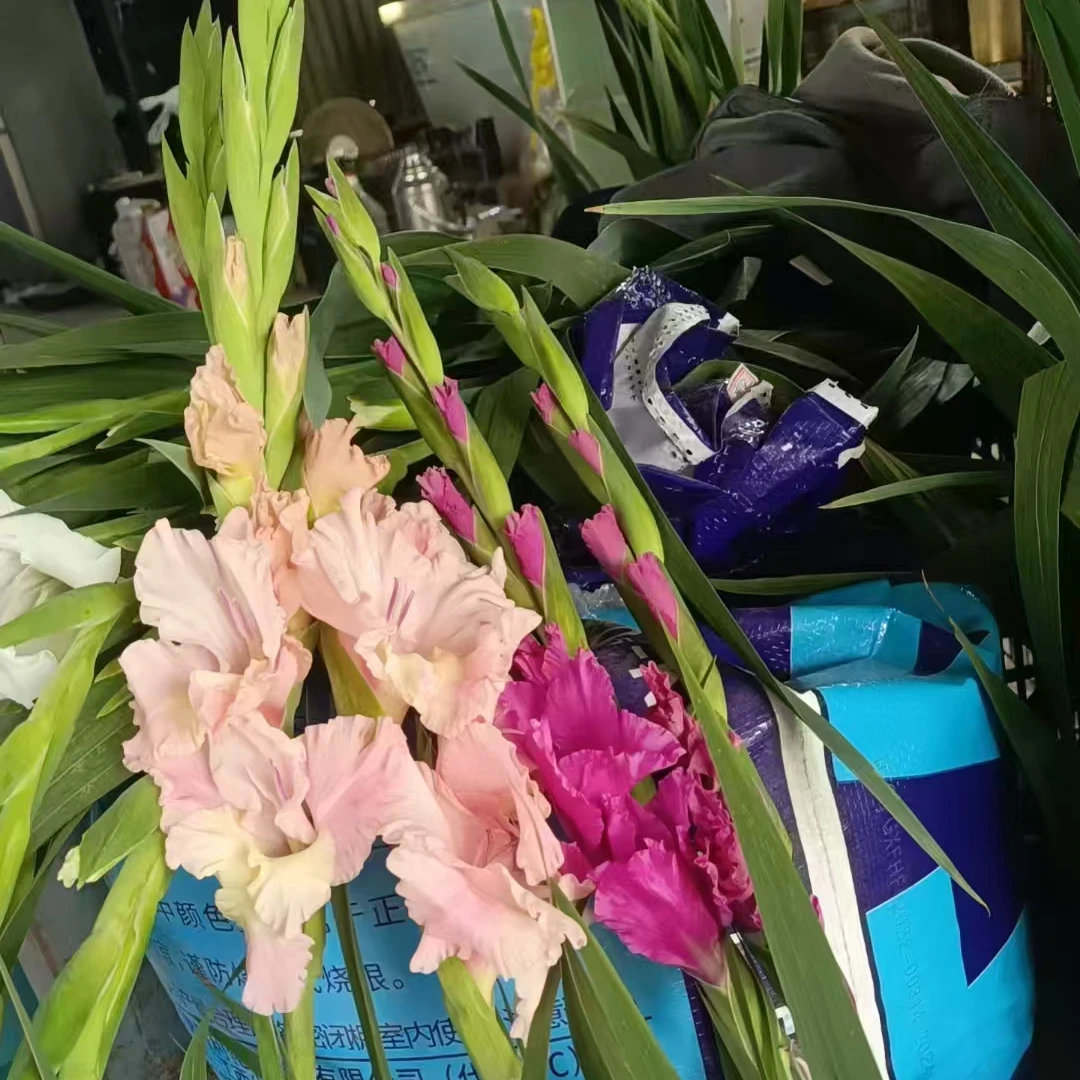 【混色】唐菖蒲剑种球室内室外阳台庭院