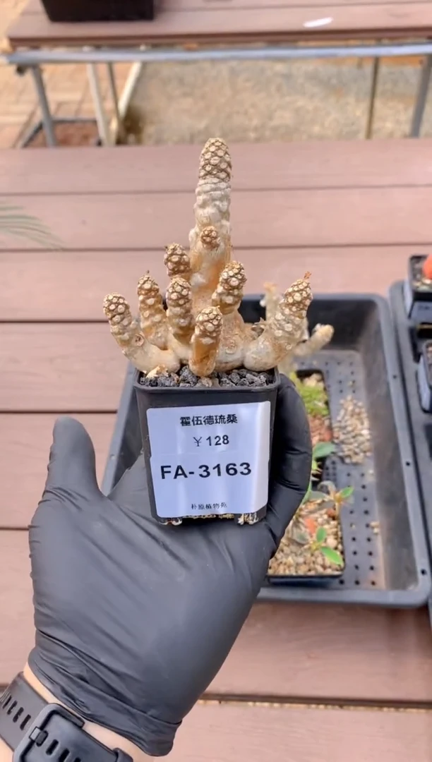 【闪购商品】霍伍德琉桑FA-3163