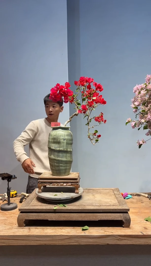 以实际为准三角梅34