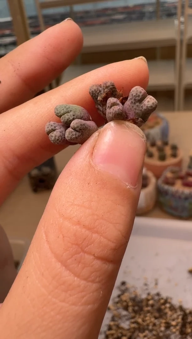 28-84多肉植物肉锥