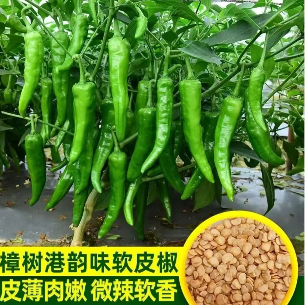 【樟树港辣椒种子】优质辣椒种子家庭阳台小院盆栽地栽四季好种植