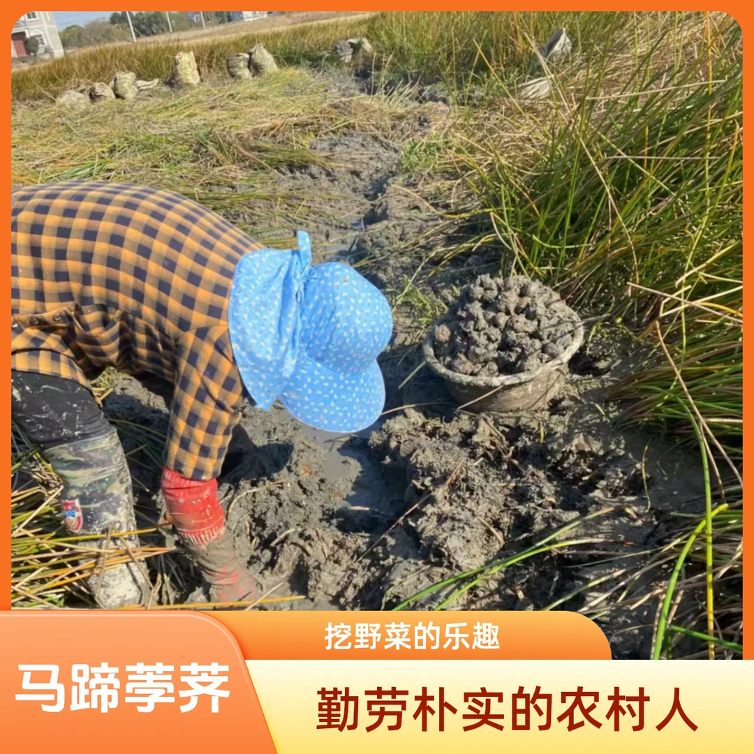 【脆甜奶香】新鲜马蹄荸荠特大多汁地栗应季水果蔬菜