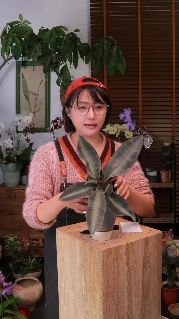 无花朵 紫金牛 带盆 种好发货 顺丰包邮