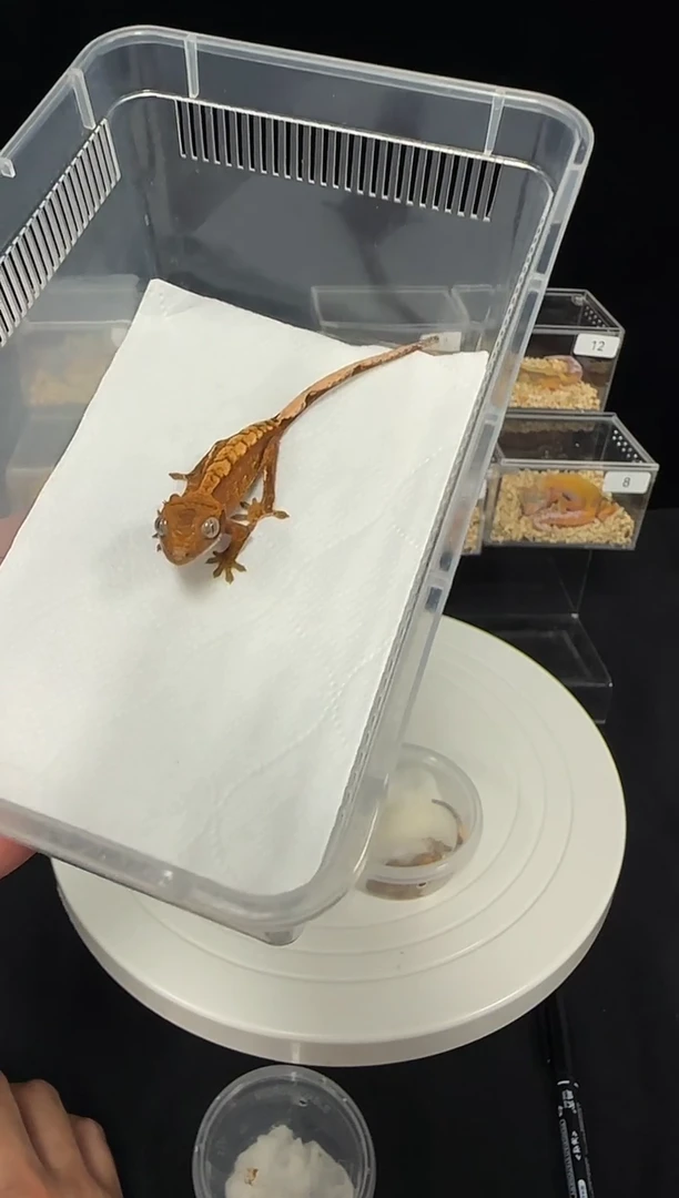 睫角守宫睫角守宫