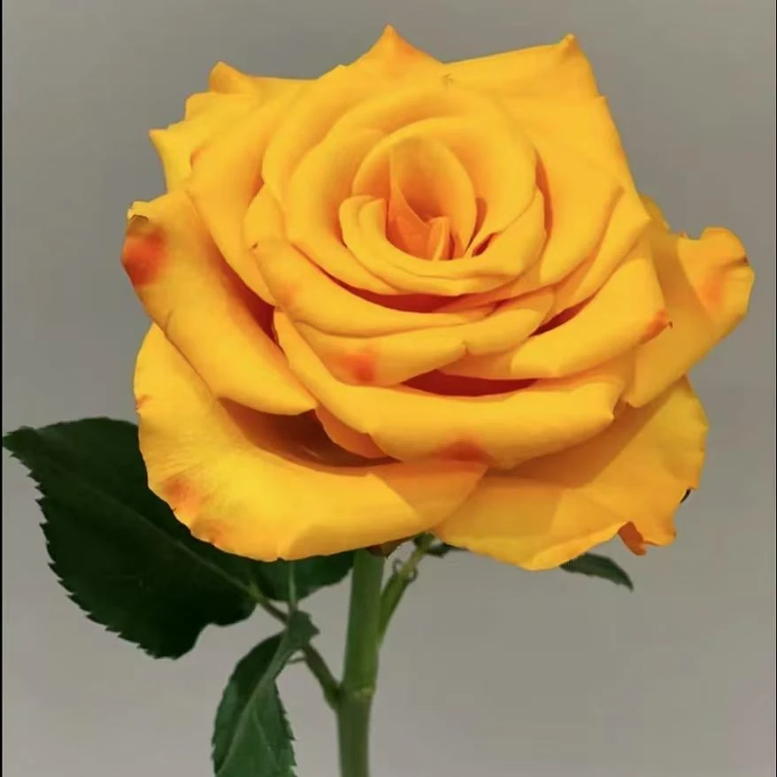 【辉煌】黄色治愈系高杯月季盆栽庭院大切玫瑰耐开抗性强