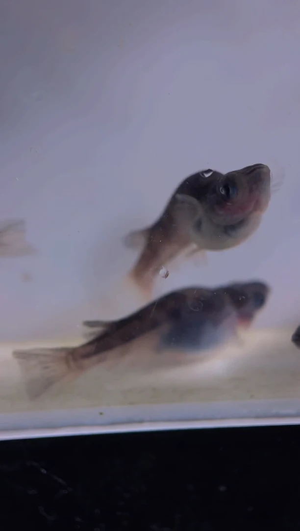 青鳉观背青鳉7号商品