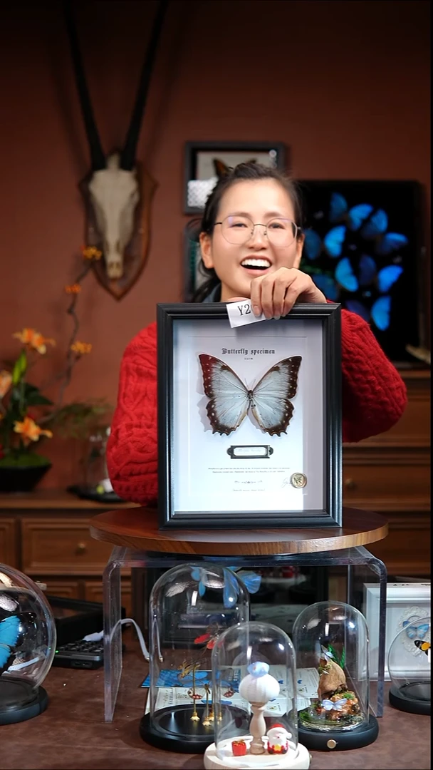 Y206     花冠闪蝶   微瑕