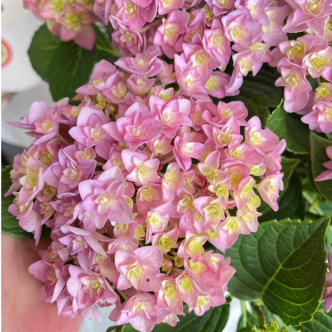 重瓣绣球你我银河新老枝开花阳台露台花园盆栽地栽多年生花苗