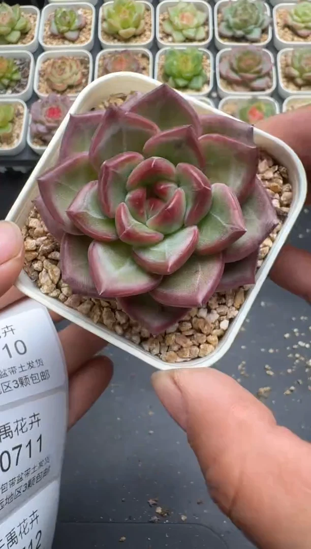 709E云禹多肉植物 带盆土纸巾打包 3颗包邮