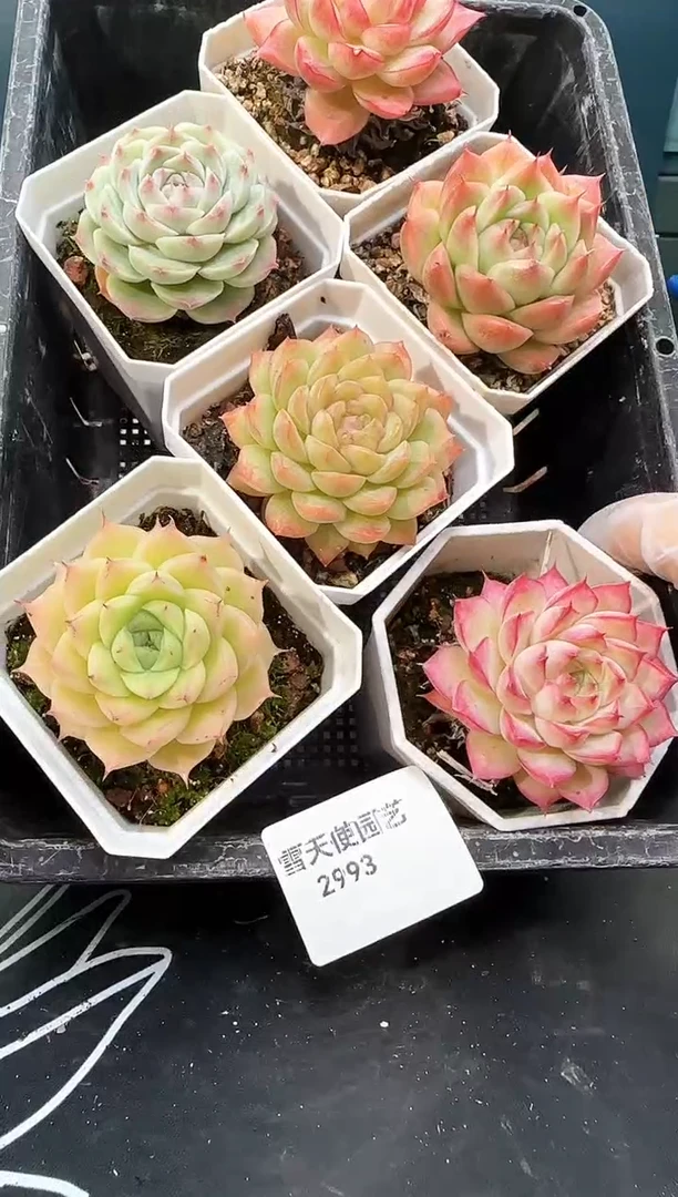 2  993 多肉  6 颗