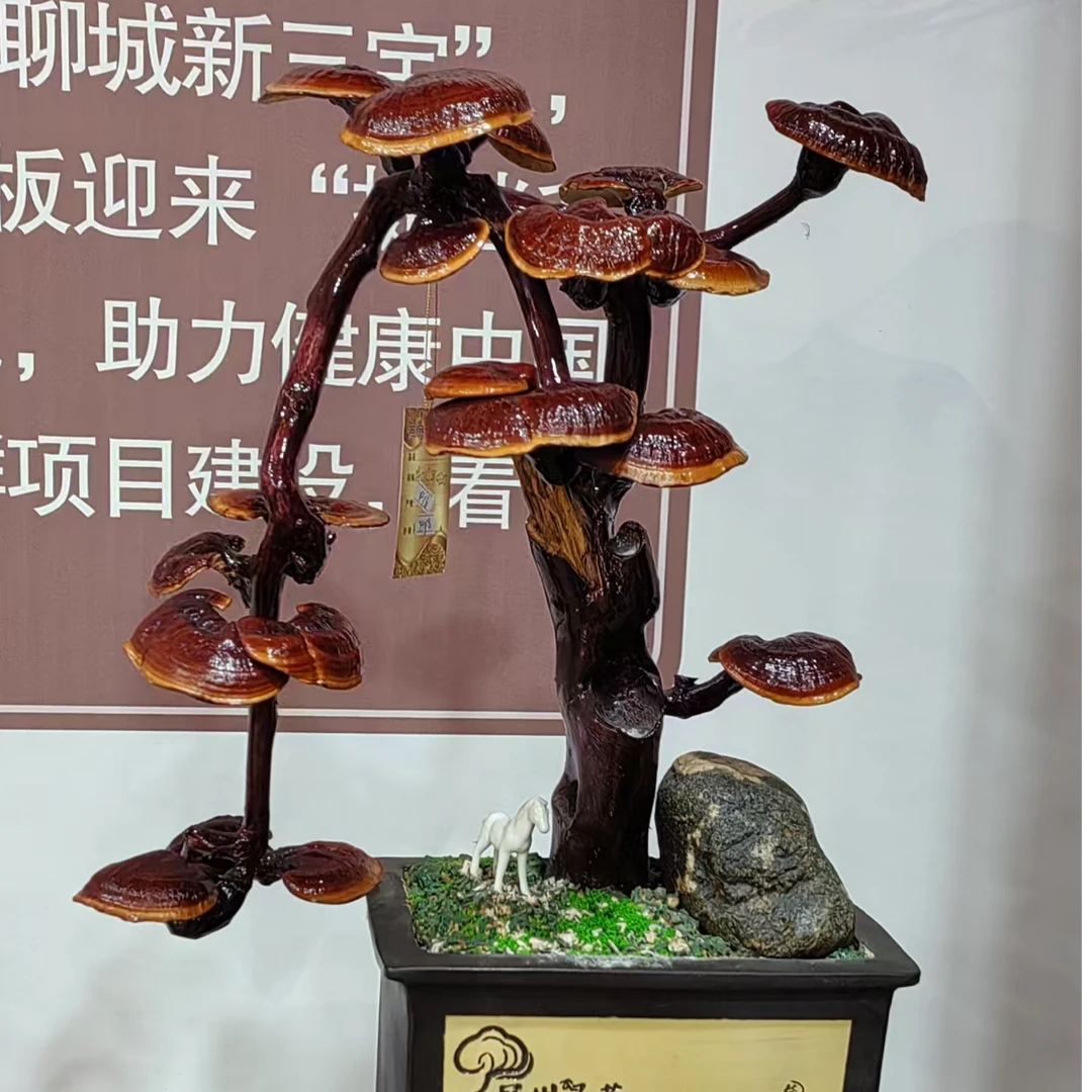 直播间（一物一拍）看好灵芝盆景认准标号付款专用链接