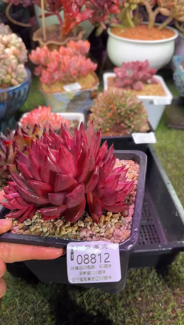 【闪购商品】08812