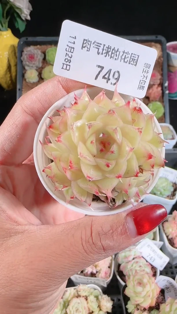 多肉1128-749群生不包整