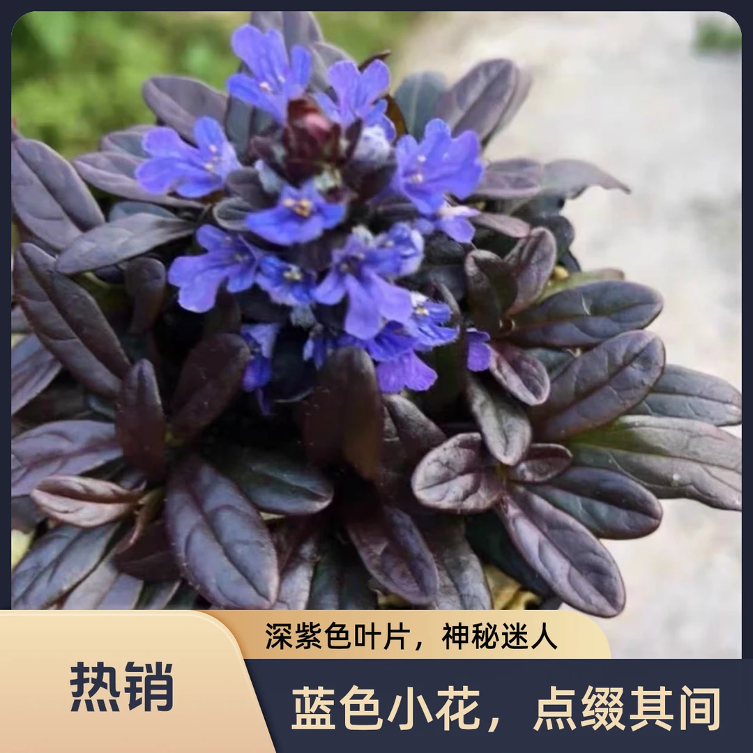 姬十二单筋骨草宿根花卉耐寒耐寒耐阴盆栽庭院阳台绿化蓝色花海