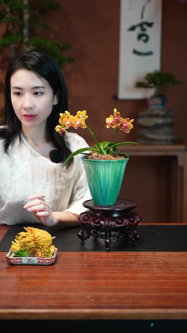 无花朵蝴蝶兰绿盆盆景盆景盆景