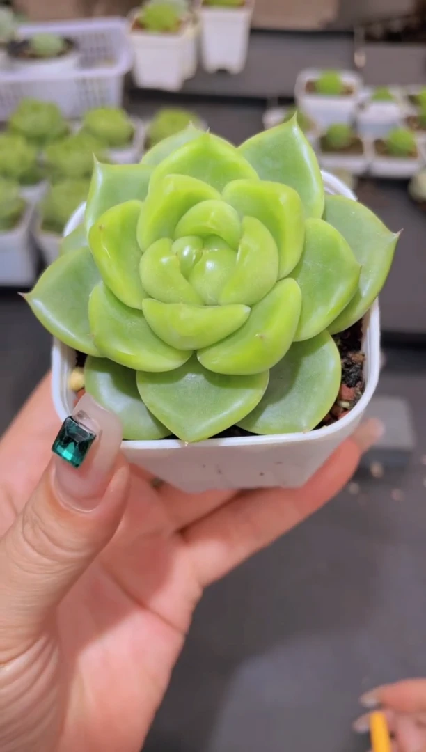 283翡翠珍妮量拍发一颗