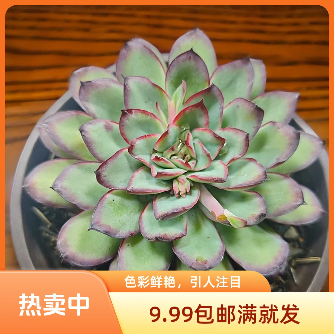 肉酱玫瑰(拼满10元包邮)多肉植物阳台露台办公室绿植植