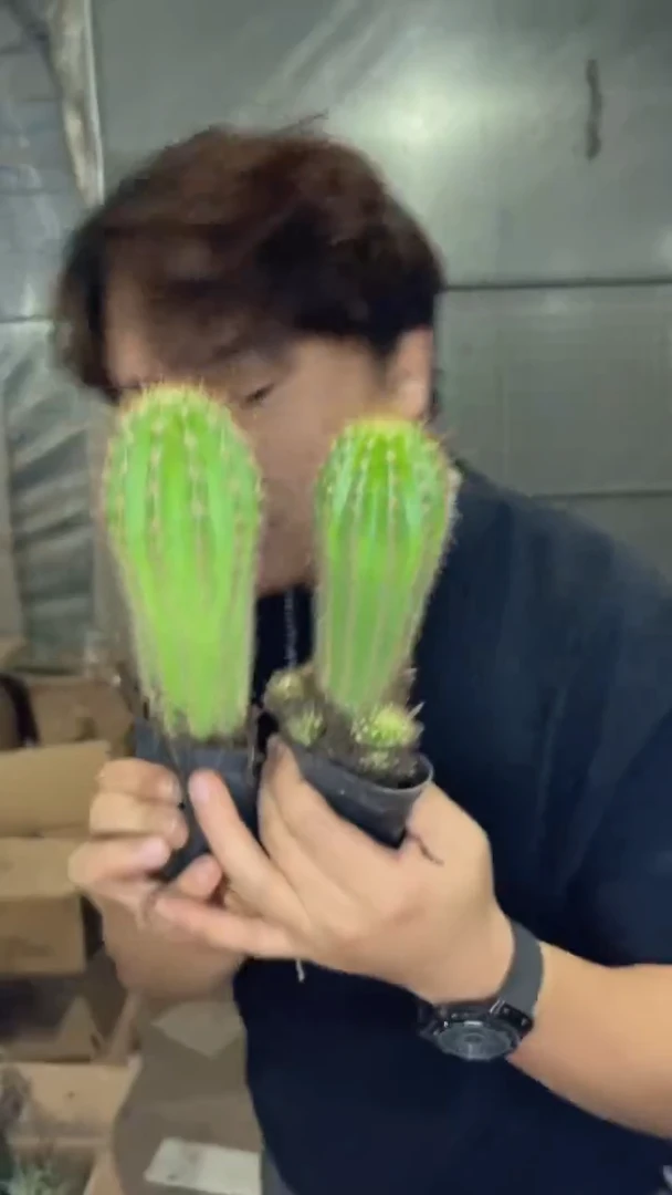 2颗 毛花柱【实生根】高8-12cm