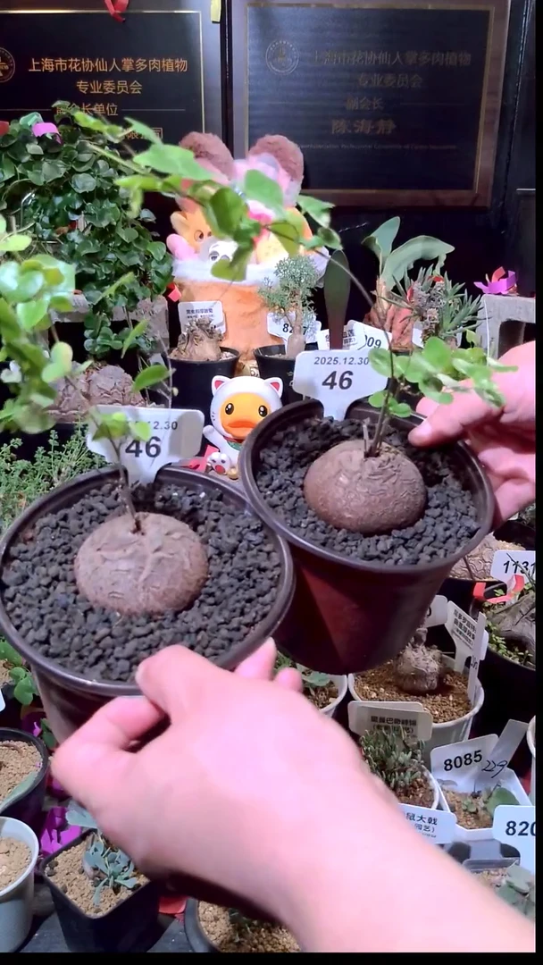 46号1230福利南非龟甲龙买一送一