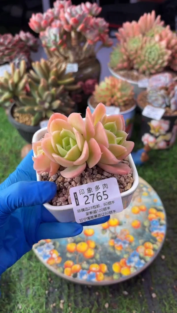 昆明印象多肉2765