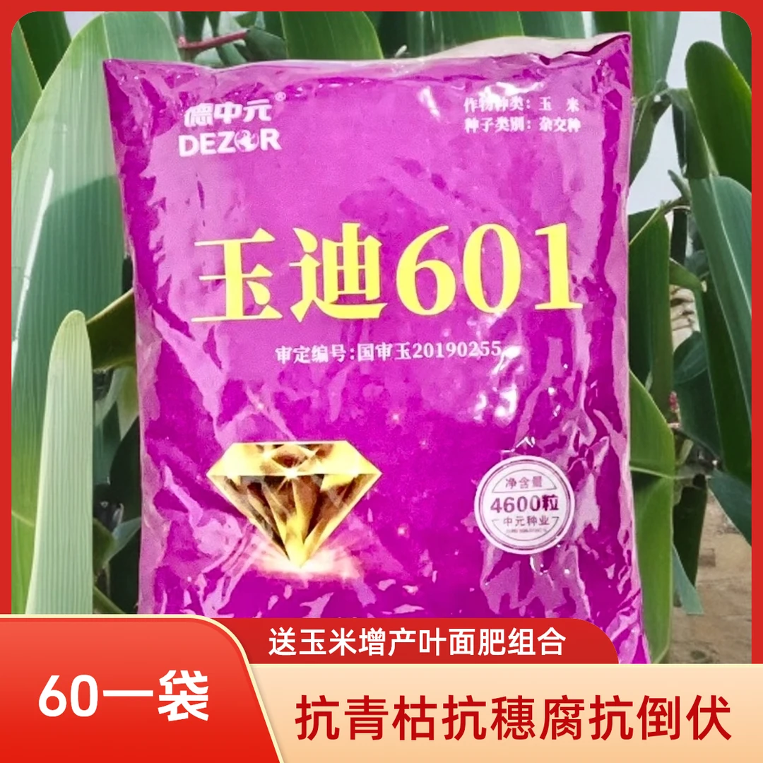 【玉迪601】矮杆大穗抗青枯抗锈抗倒高产国审玉米品种