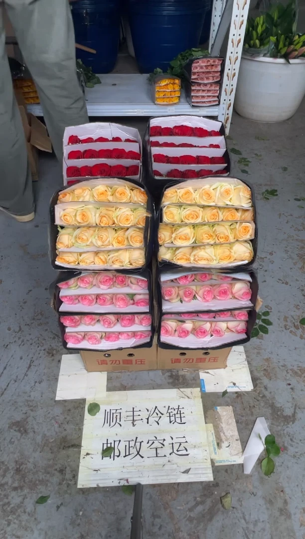 艾沙20枝+香槟20枝+高原红20枝