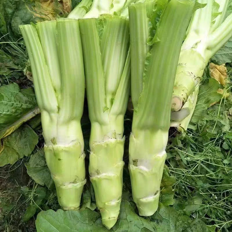 菜头 菜脑壳 四川菜脑壳