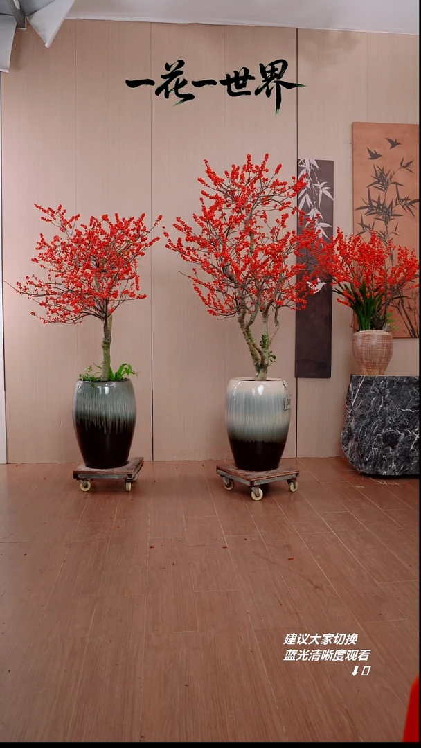 完全开放A****n北美冬青一对链接