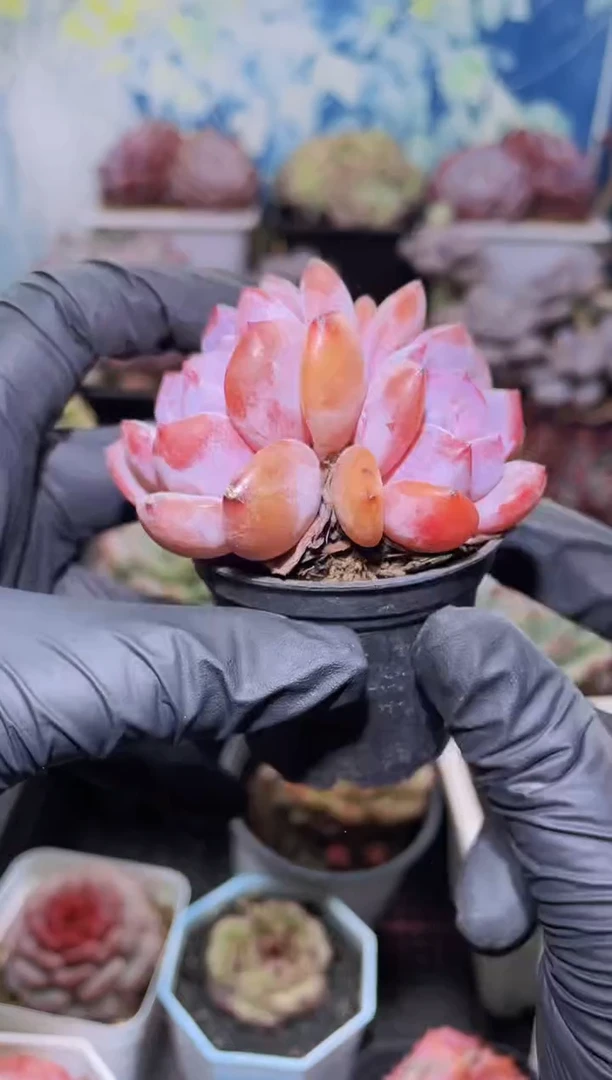 【闪购商品】106石榴籽