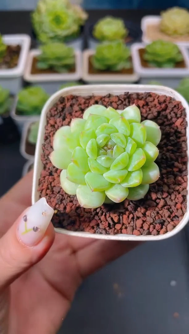 932葡萄芋圆量拍发一颗