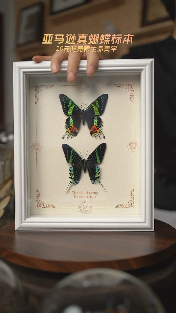 有机玻璃太阳蛾月亮蛾组合相框白框版