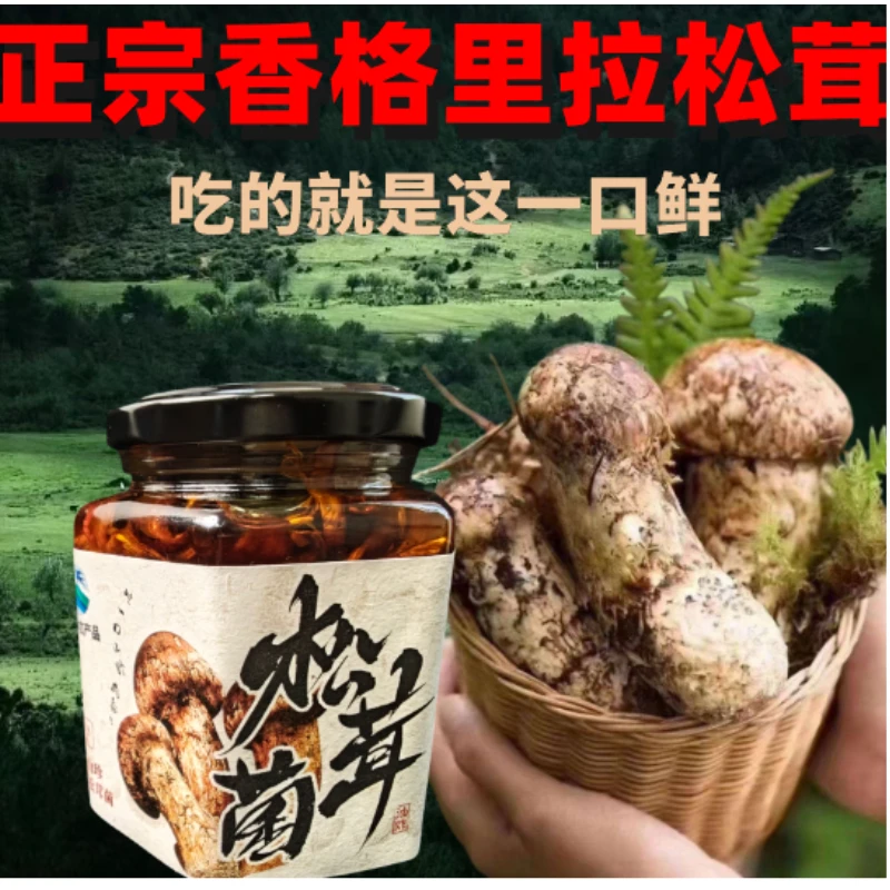 云南香格里拉油松茸菌
